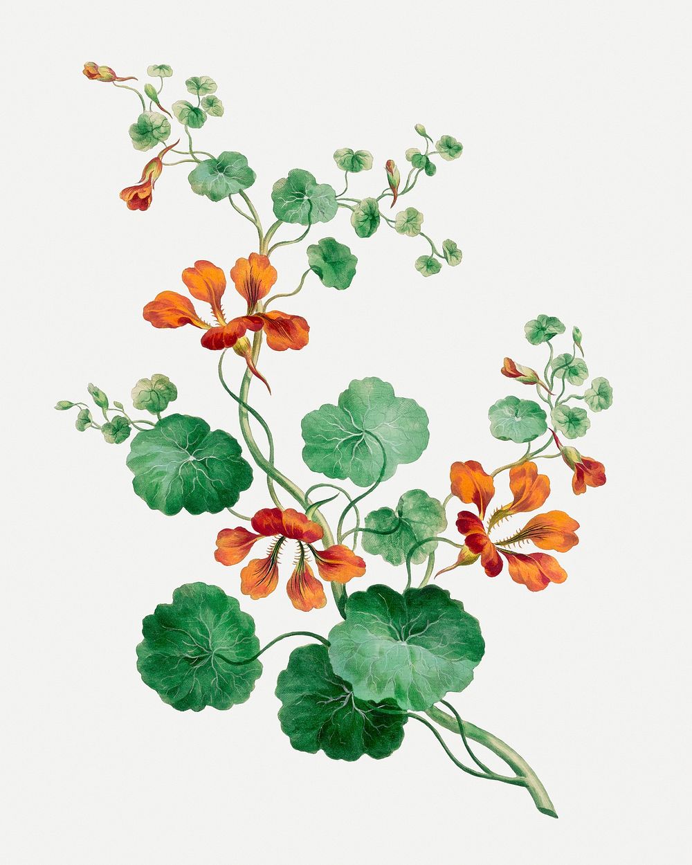 Nasturtium psd vintage floral art print, remixed from artworks by John Edwards