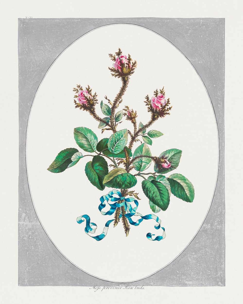 Moss Province Rose Buds (1788) in high resolution by John Edwards. Original from The Minneapolis Institute of Art. Digitally…