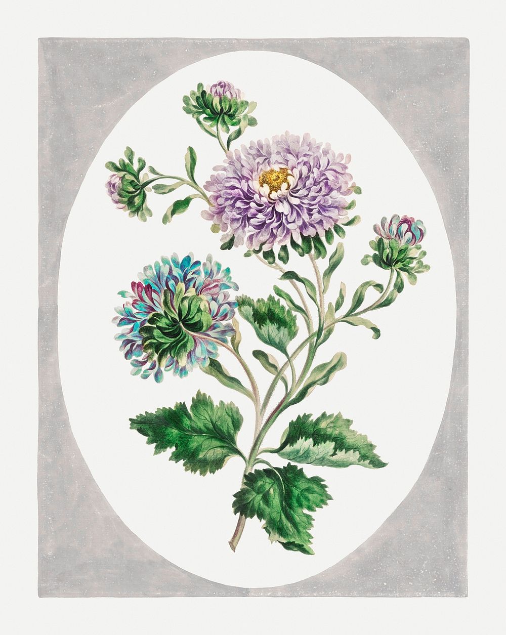 China Aster psd vintage floral art print, remixed from artworks by John Edwards