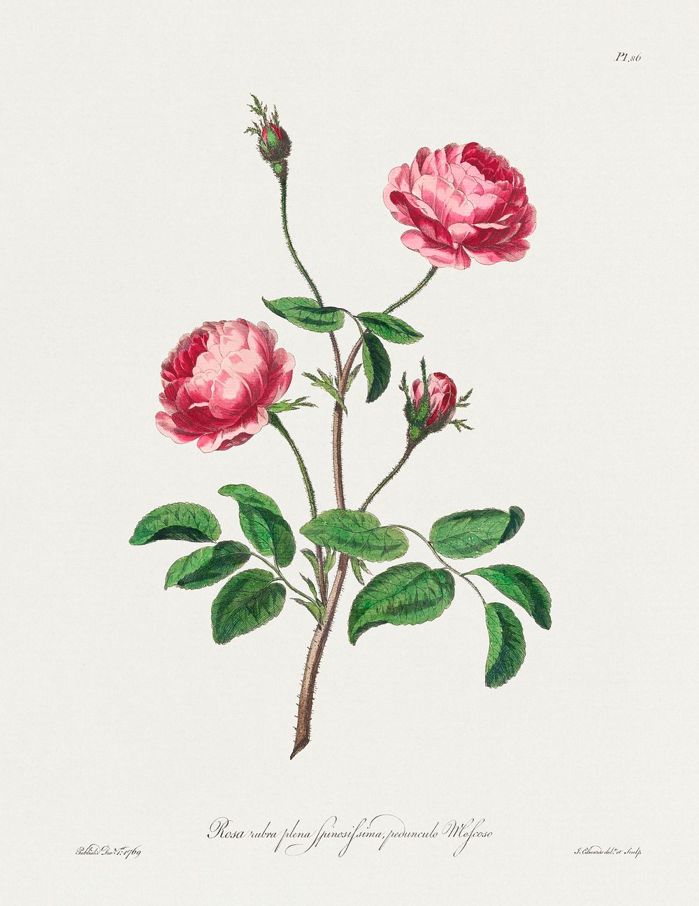 Rosa rubra plena Spinosissima, peounculo Moscoso (1769) in high resolution by John Edwards. Original from The Minneapolis…