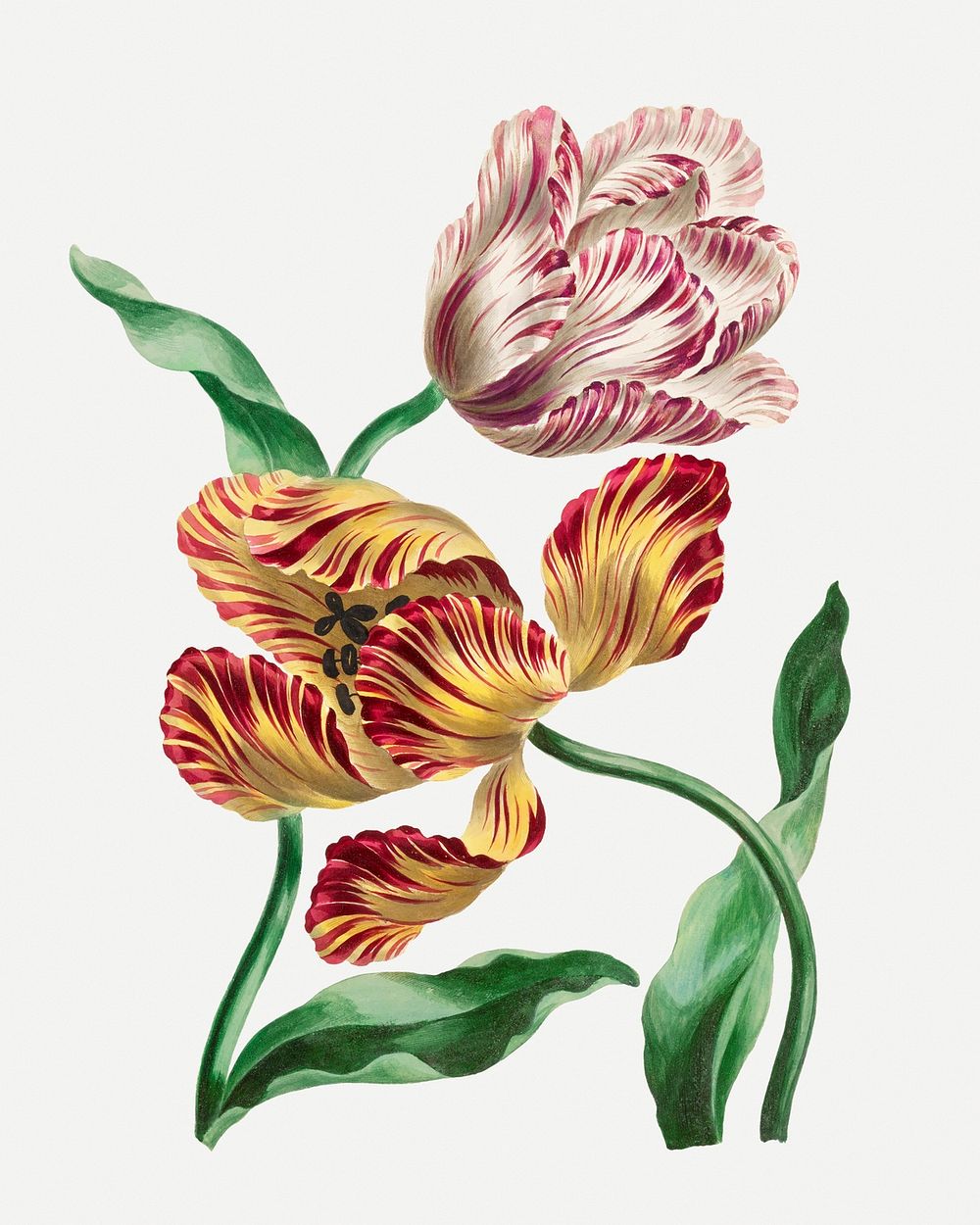 Tulips psd vintage floral art print, remixed from artworks by John Edwards