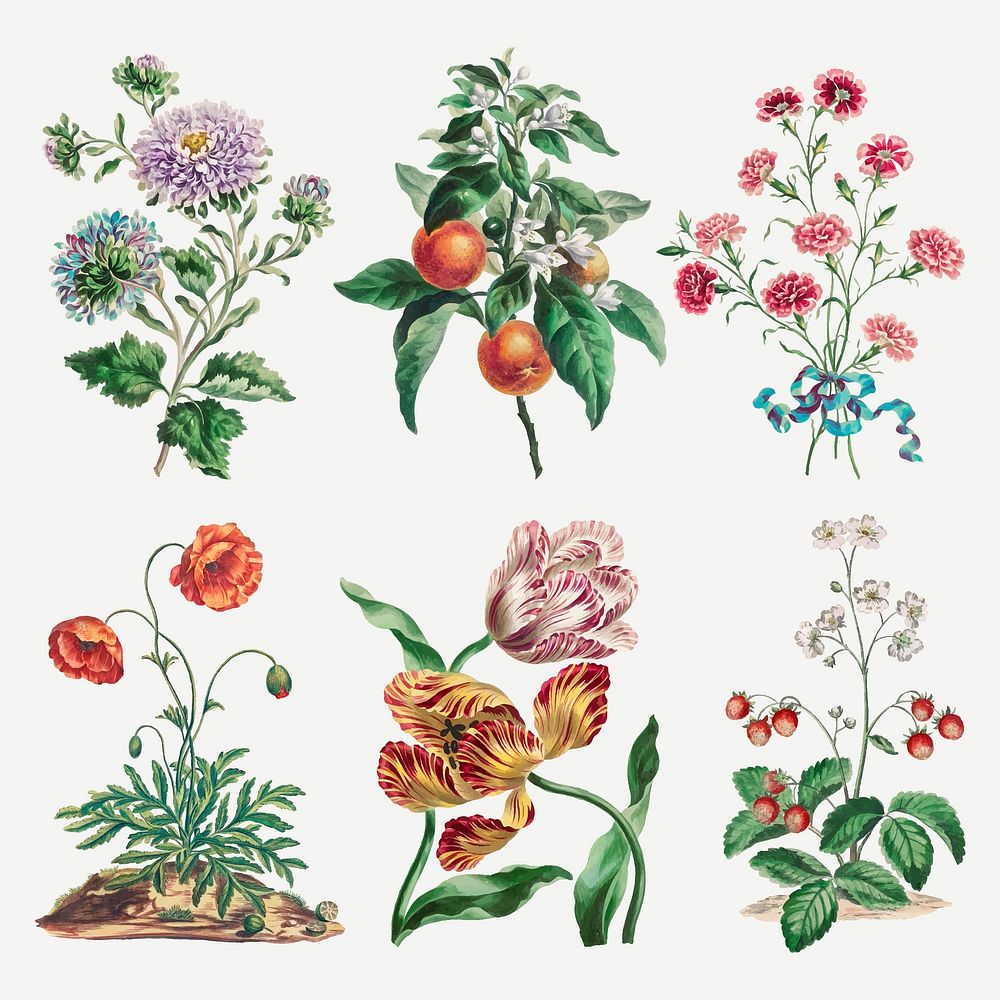 Flower vector vintage art print set, remixed from artworks by John Edwards