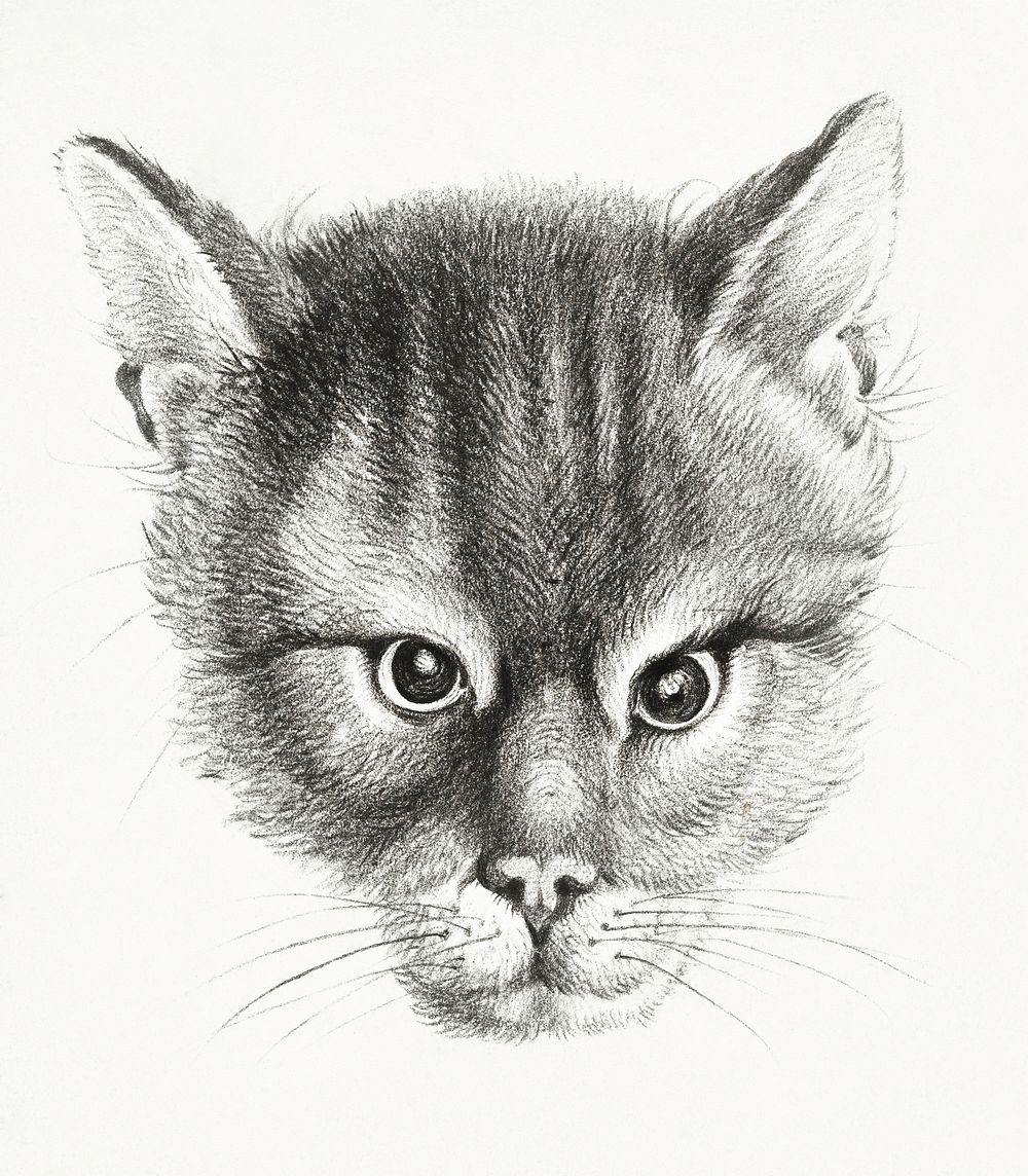 Sketch of a cat by Jean Bernard (1775-1883). Original from The Rijksmuseum. Digitally enhanced by rawpixel.
