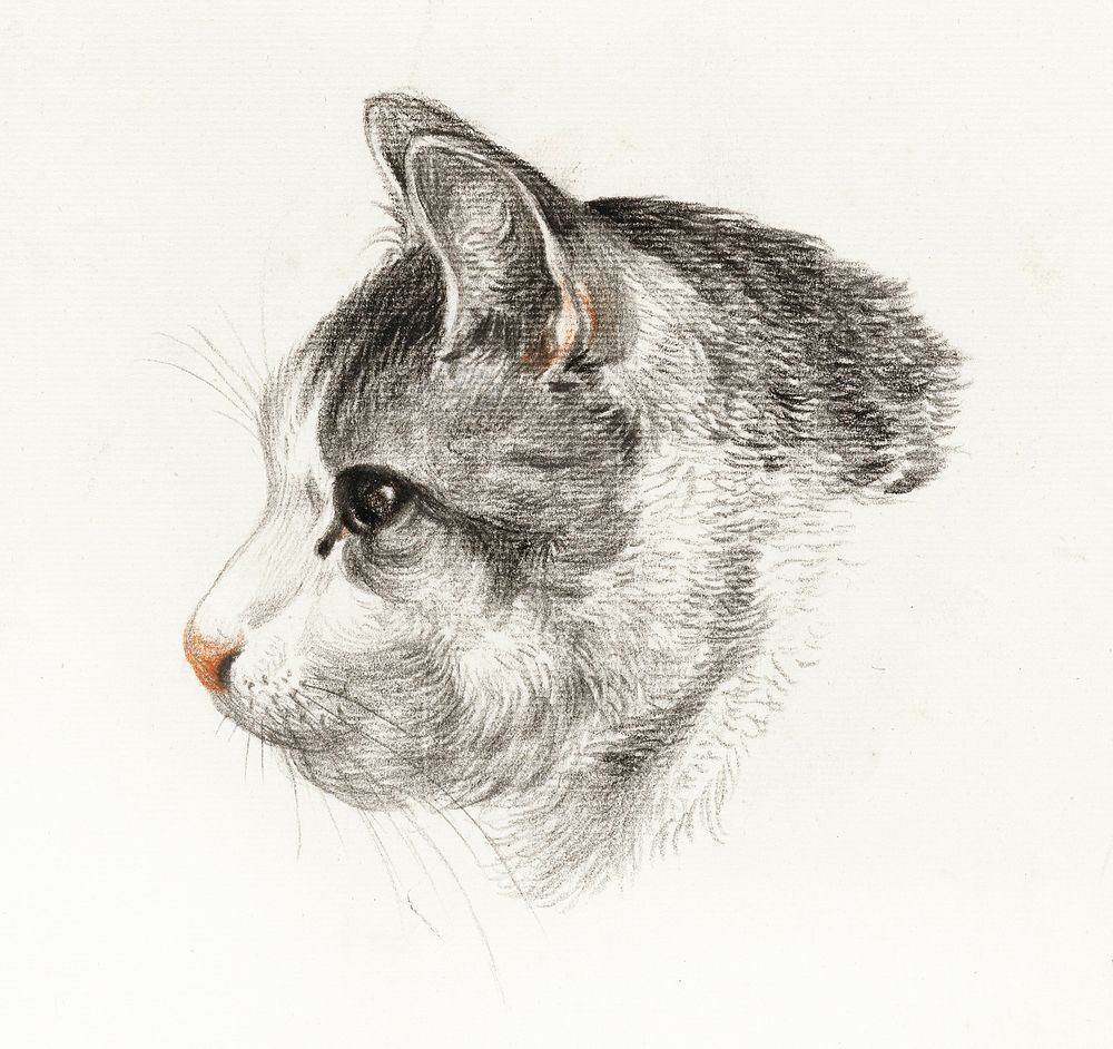 Sketch of a cat (1819) by Jean Bernard (1775-1883). Original from The Rijksmuseum. Digitally enhanced by rawpixel.