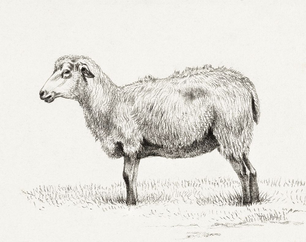 Standing sheep (1812) by Jean Bernard (1775-1883). Original from The Rijksmuseum. Digitally enhanced by rawpixel.