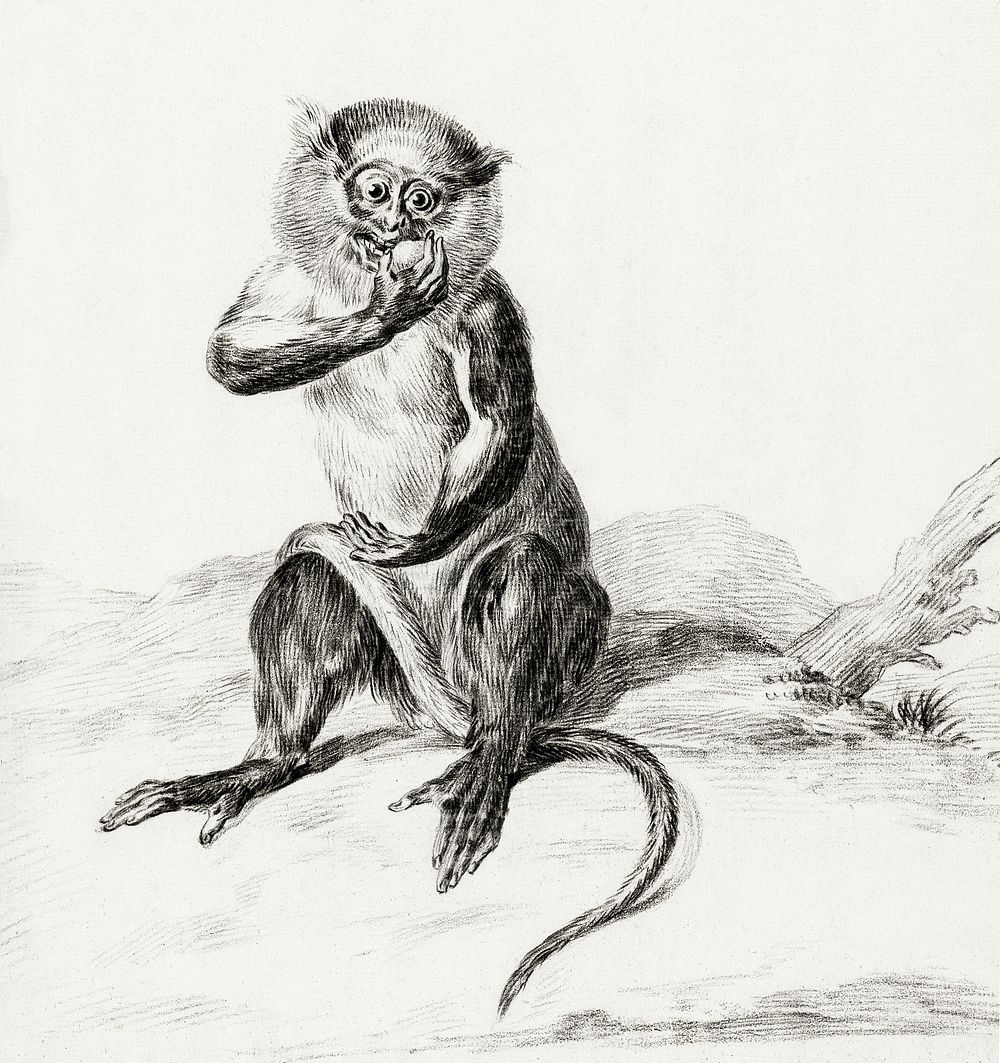 Sitting monkey, eating a fruit by Jean Bernard (1775-1883). Original from The Rijksmuseum. Digitally enhanced by rawpixel.