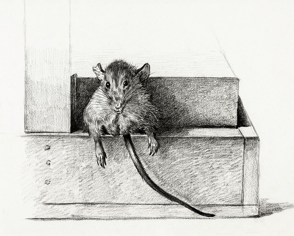 Mouse (1821) by Jean Bernard (1775-1883). Original from The Rijksmuseum. Digitally enhanced by rawpixel.