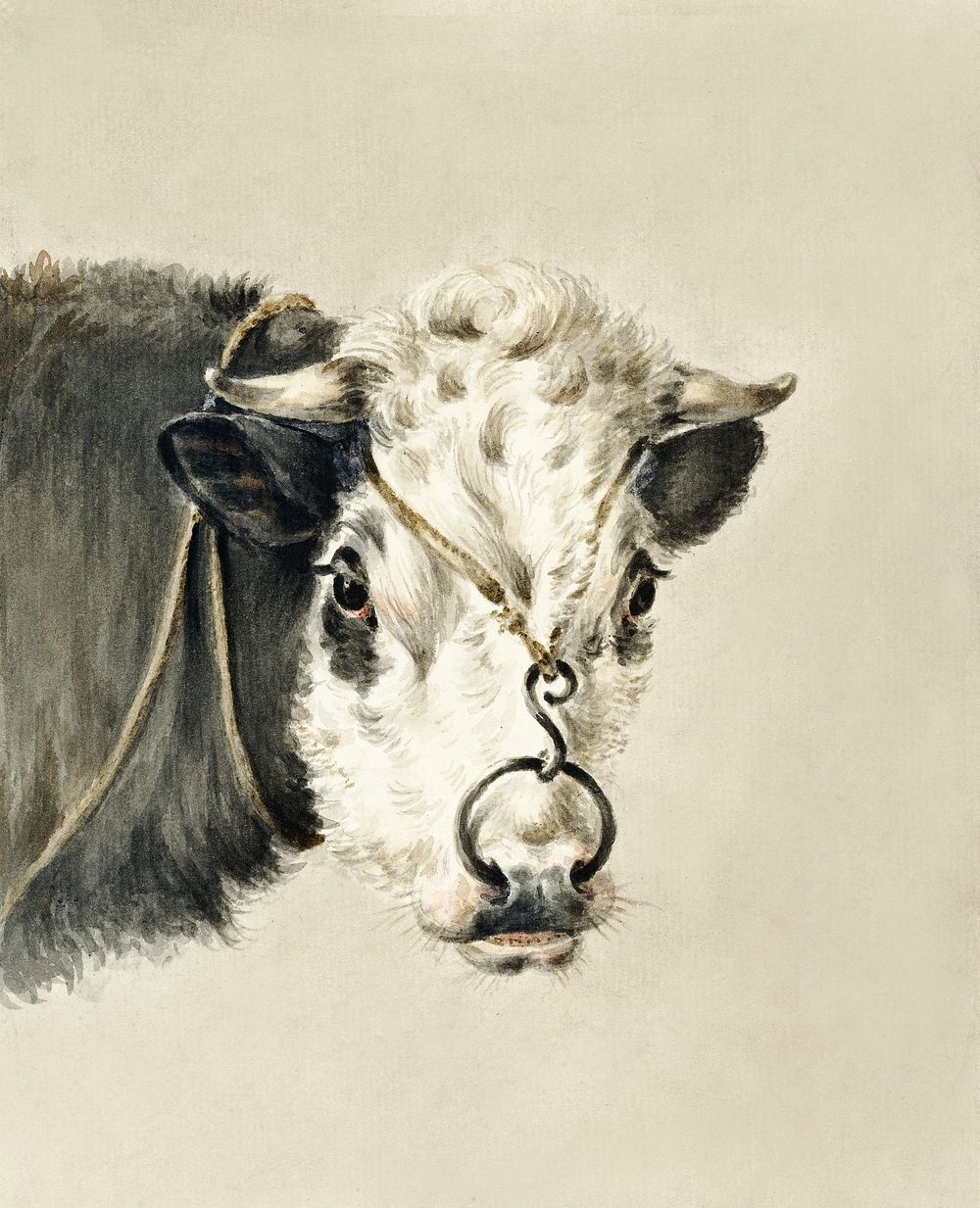 Head of a cow, with a ring through the nose (1820) by Jean Bernard (1775-1883). Original from The Rijksmuseum. Digitally…