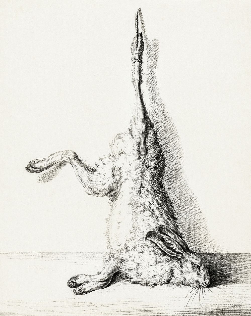 Dead hare, hanging from a hind leg by Jean Bernard (1775-1883). Original from The Rijksmuseum. Digitally enhanced by…