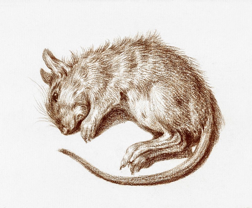 Dead rat (1812) by Jean Bernard (1775-1883). Original from The Rijksmuseum. Digitally enhanced by rawpixel.