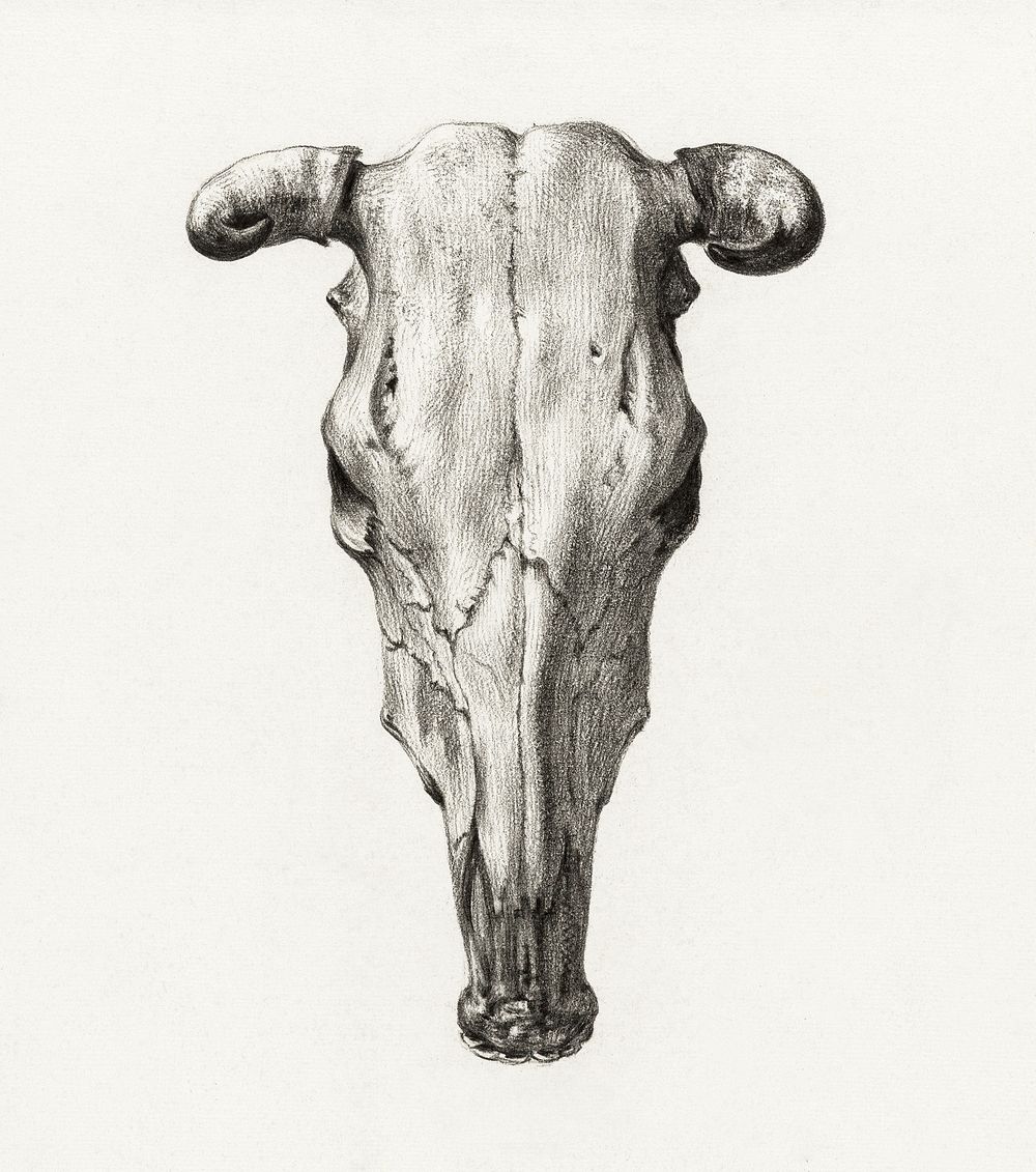 Skull of a cow (1816) by Jean Bernard (1775-1883). Original from the Rijks Museum. Digitally enhanced by rawpixel.