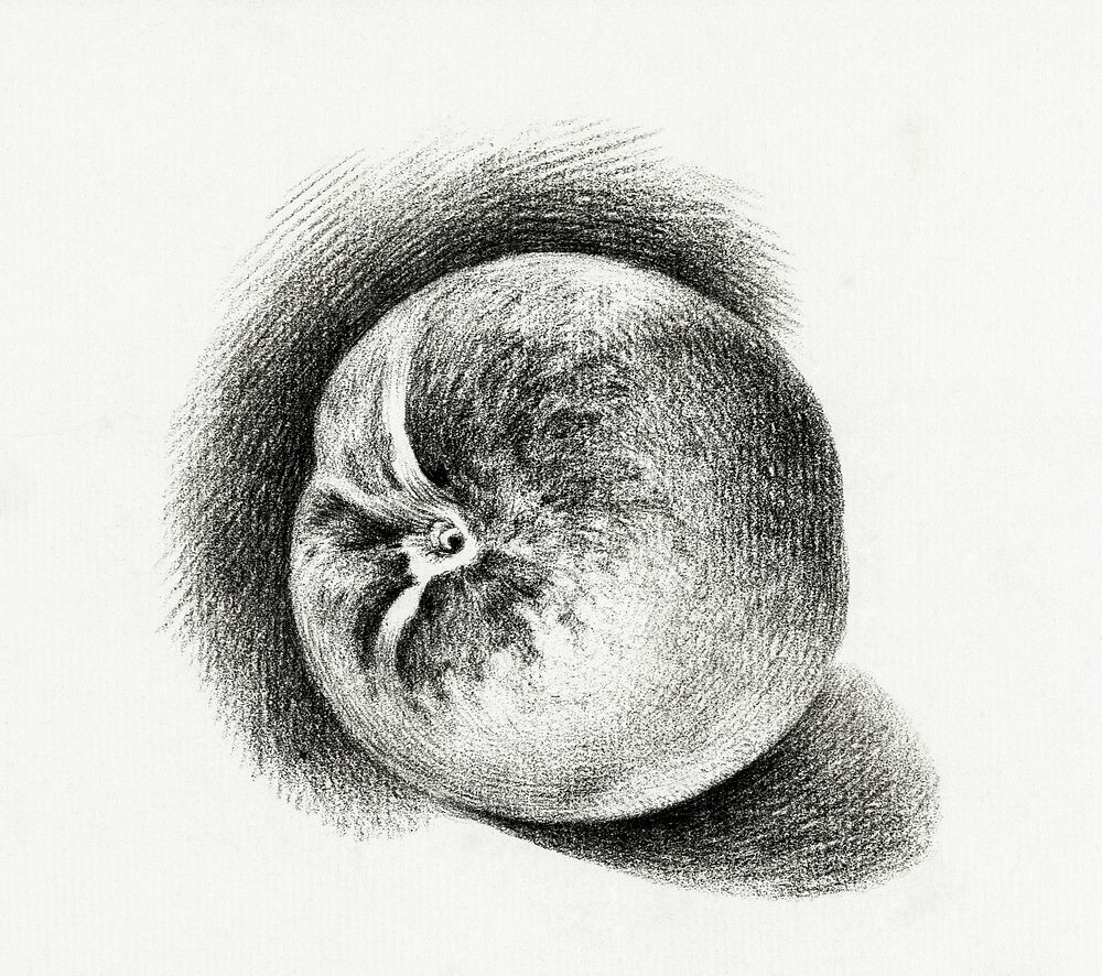 Apple (1812) by Jean Bernard (1775-1883). Original from the Rijks Museum. Digitally enhanced by rawpixel.