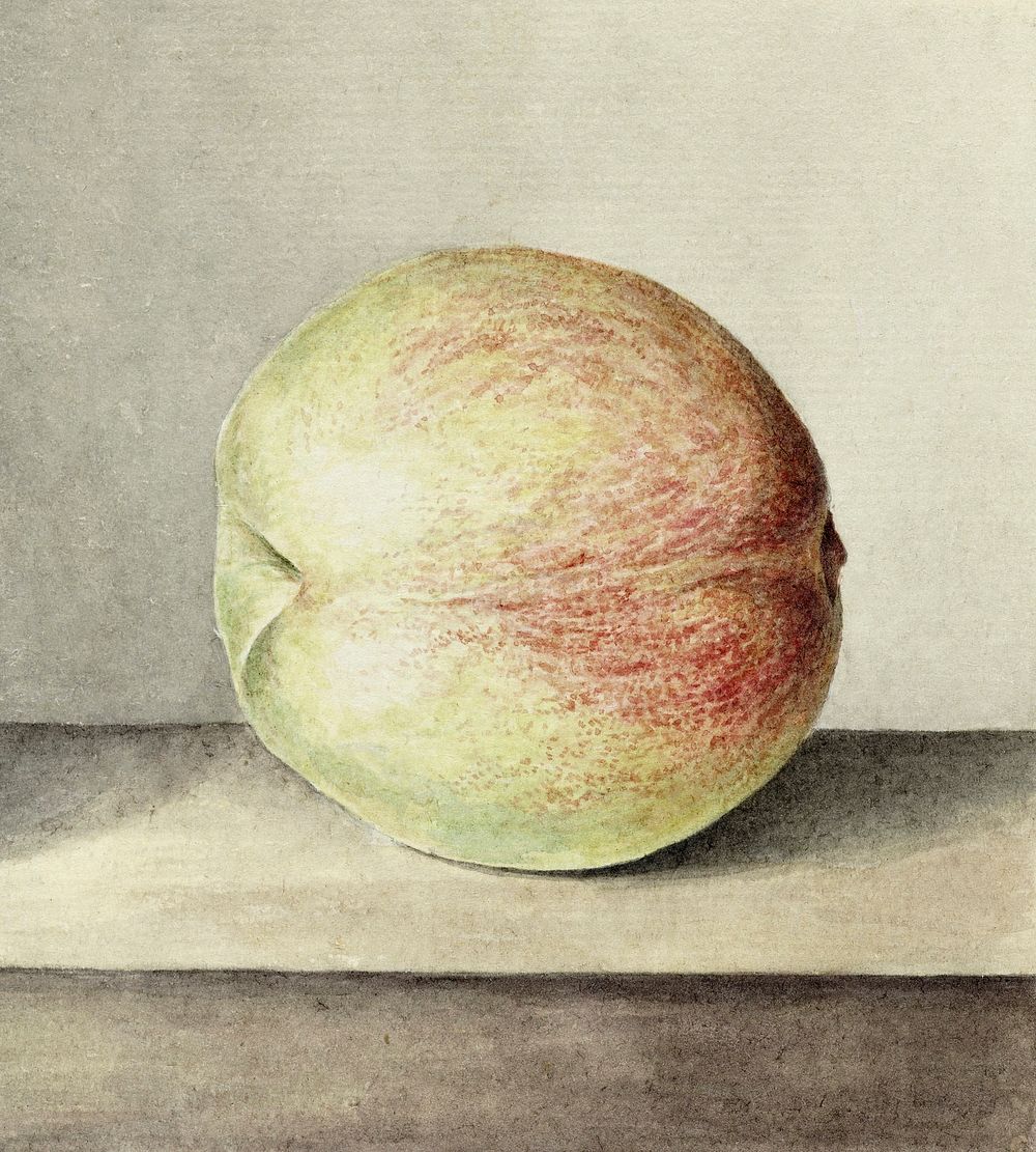 Peach by Jean Bernard (1775-1883). Original from The Rijksmuseum. Digitally enhanced by rawpixel.