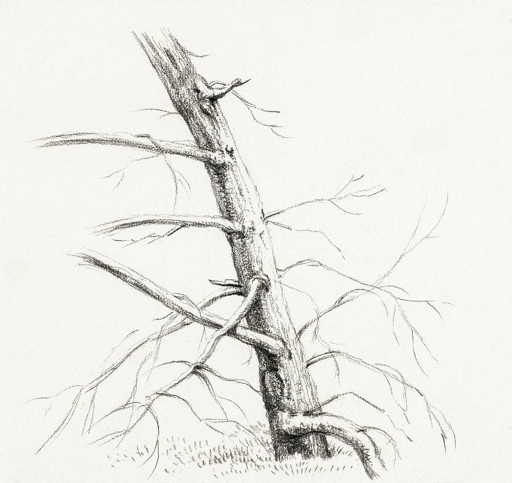 Study of a tree (1816) by Jean Bernard (1775-1883). Original from the Rijks Museum. Digitally enhanced by rawpixel.