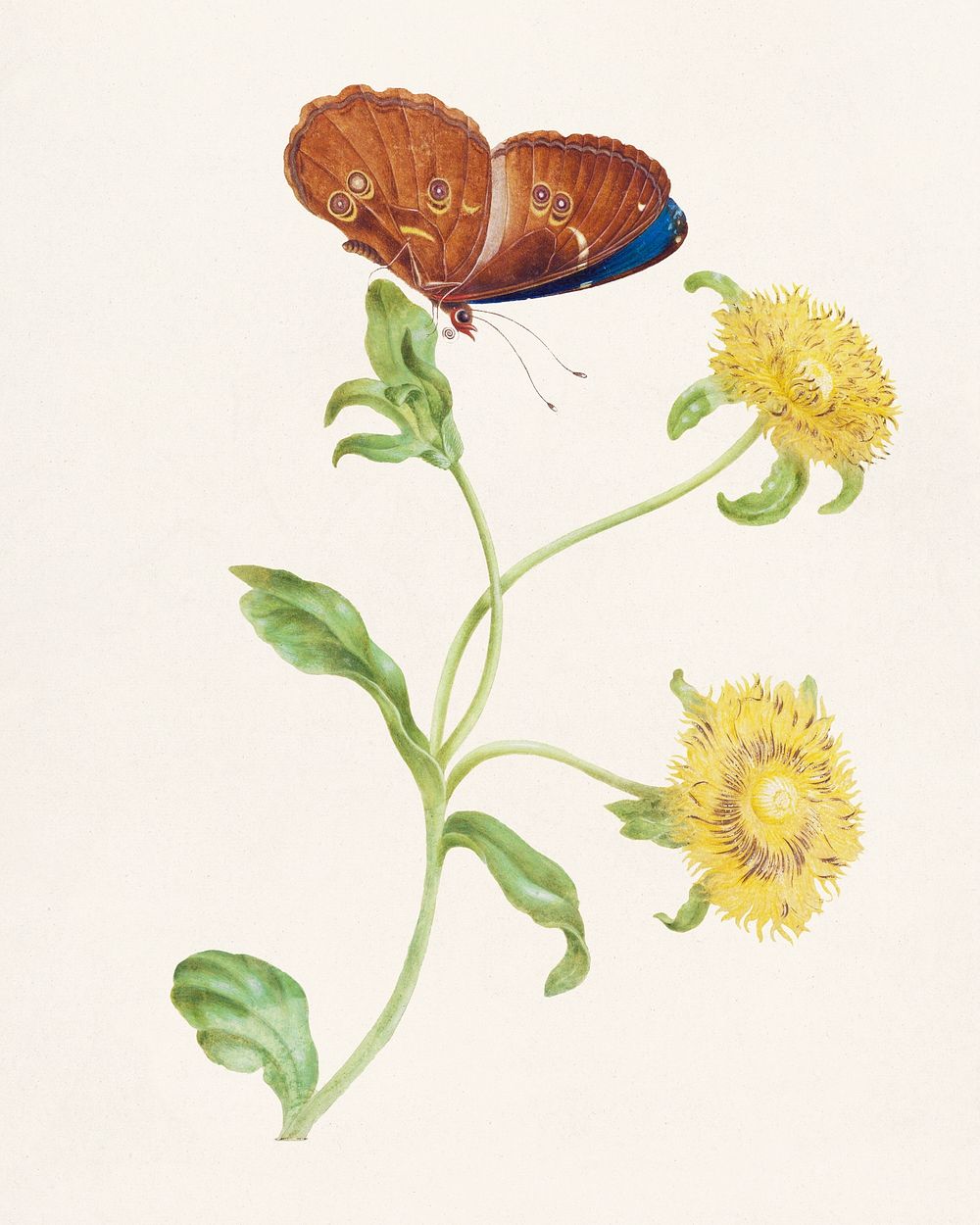 Vlinder op de knop van een plant met gele bloemen (1965) by Maria Sibylla Merian. Original from The Rijksmuseum. Digitally…