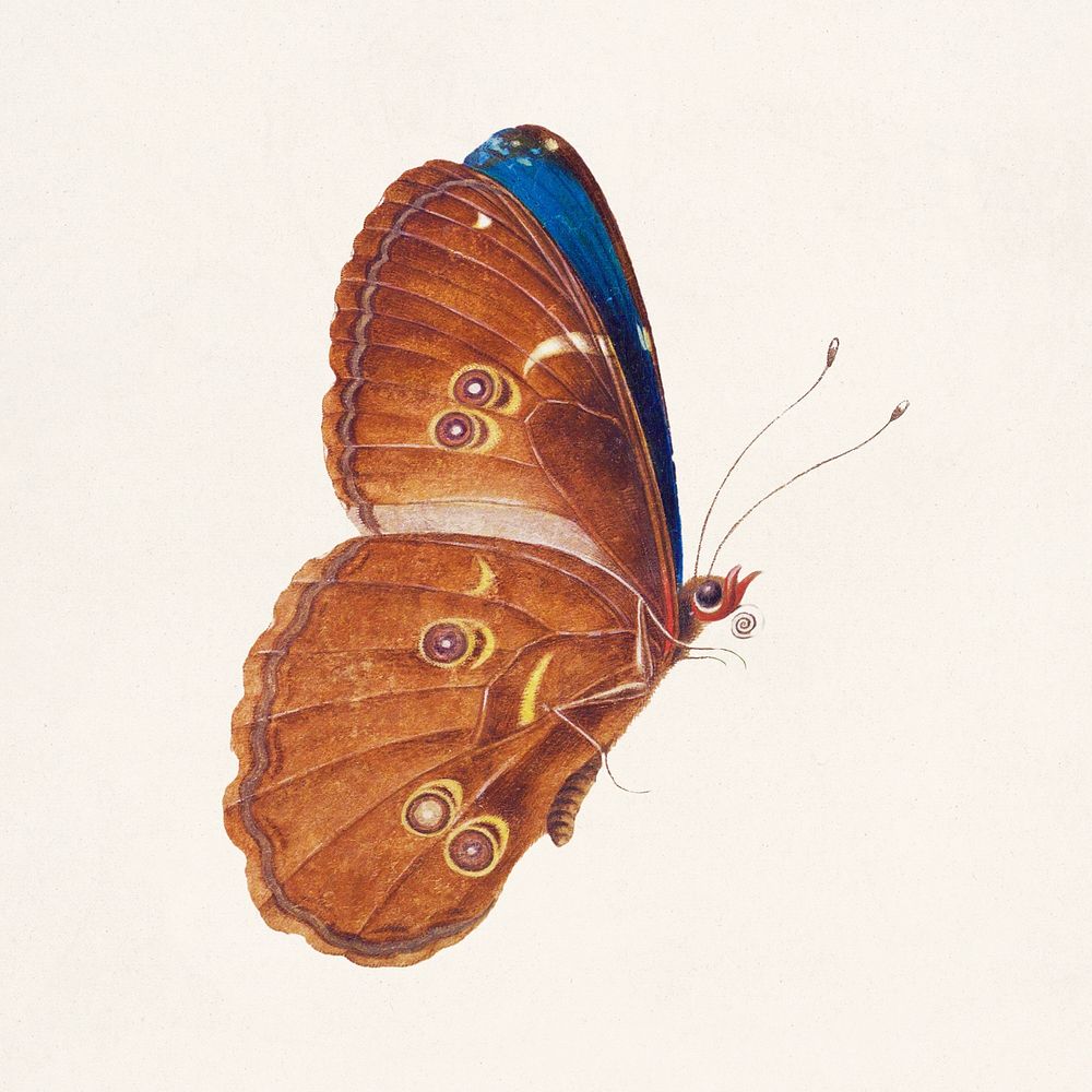 The details of a brown butterfly vintage illustration