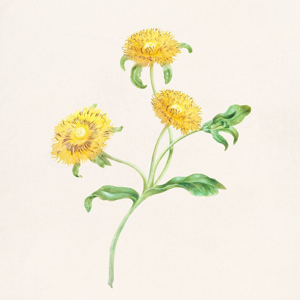 Three yellow flowers botanical illustration