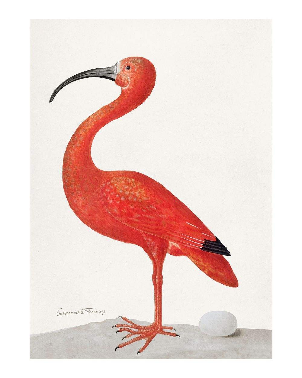 Scarlet Ibis with an Egg illustration wall art print and poster.