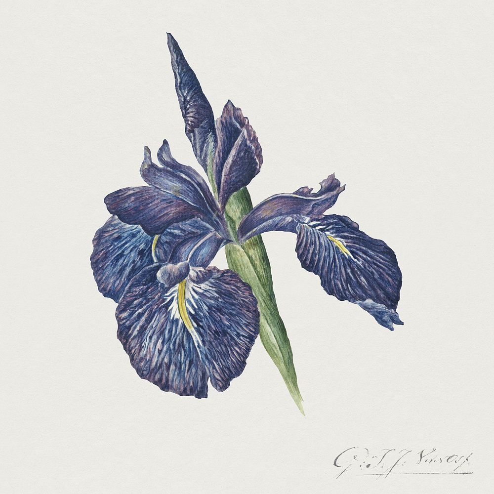 Blooming iris flower design element