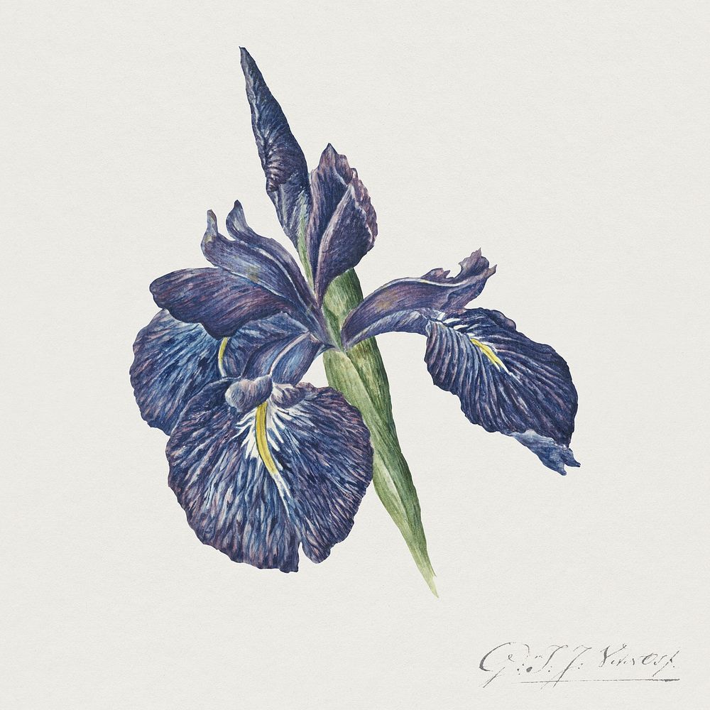 Iris by Georgius Jacobus Johannes van Os (1782&ndash;1861). Original from The Rijksmuseum. Digitally enhanced by…