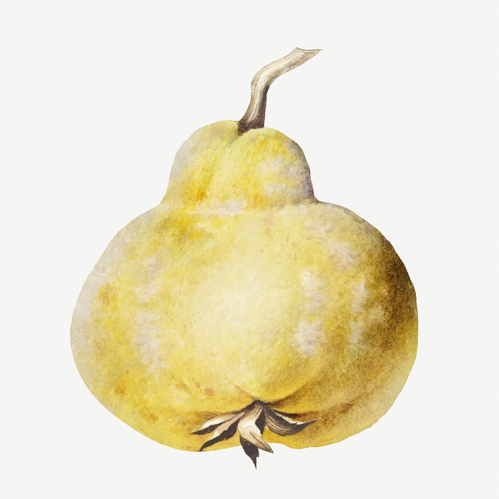 Ripe yellow pear illustration