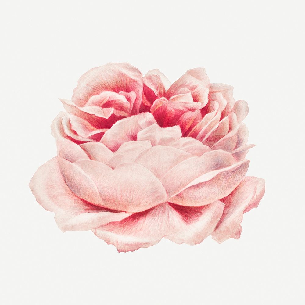 Blooming pink rose flower illustration