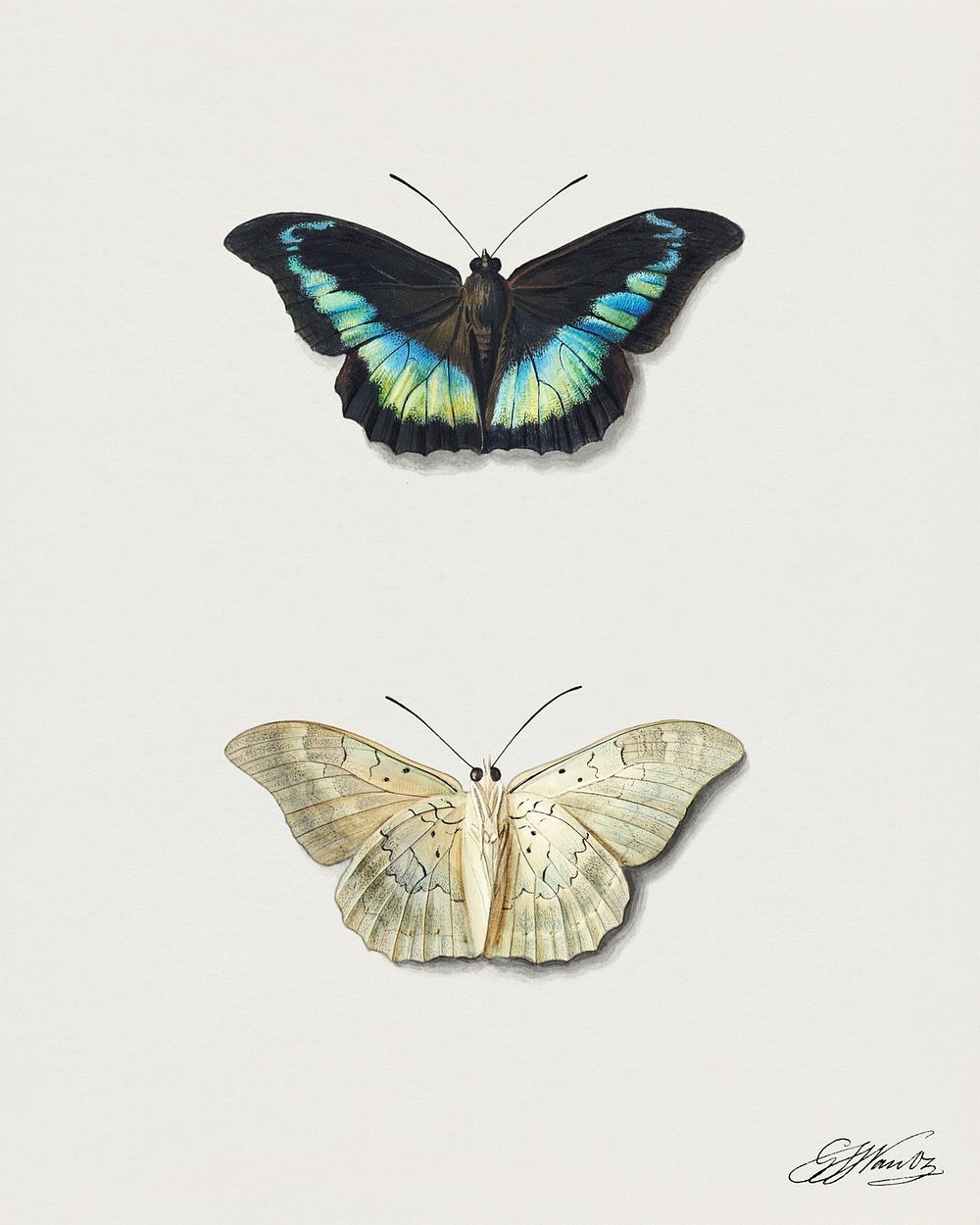 Two butterflies design element