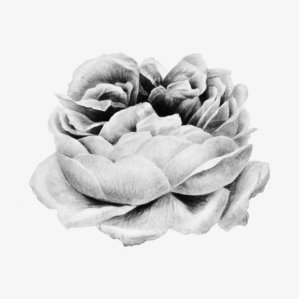 Monotone rose flower design element
