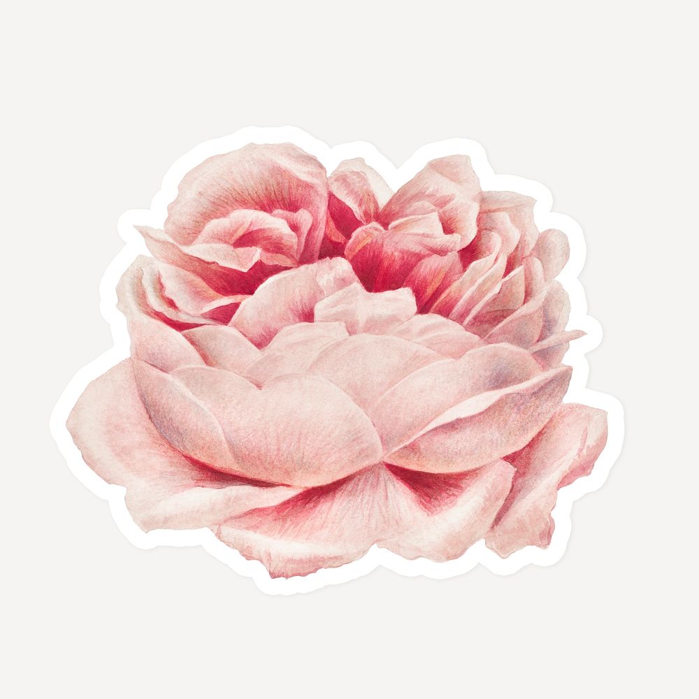 Blooming red rose flower sticker with white border design element