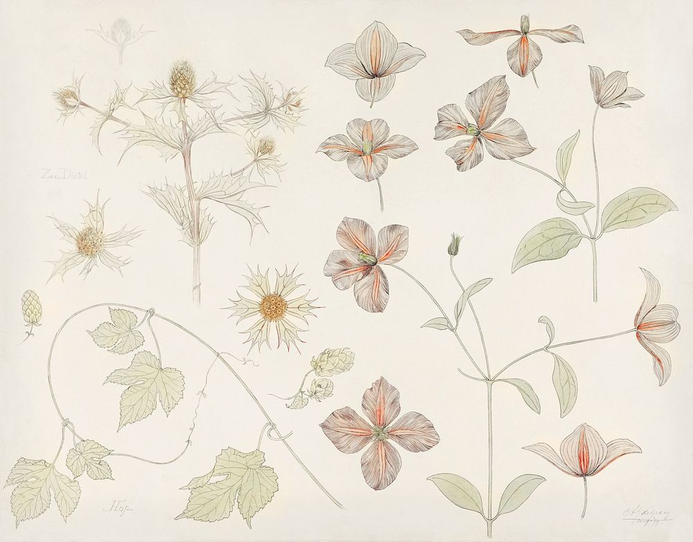 Study sheet with Sea Thistle, Hop and Clematis (1899) by Julie de Graag (1877-1924). Original from The Rijksmuseum.…