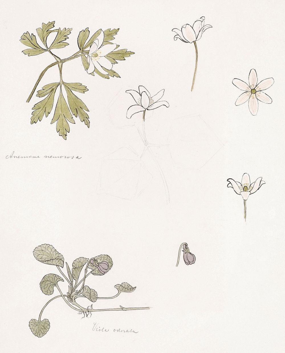 Sketches of wood anemone and sweet violet by Julie de Graag (1877-1924). Original from The Rijksmuseum. Digitally enhanced…