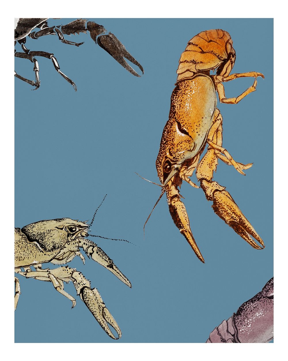 Vintage Sketches of crayfish wall art print and poster. 