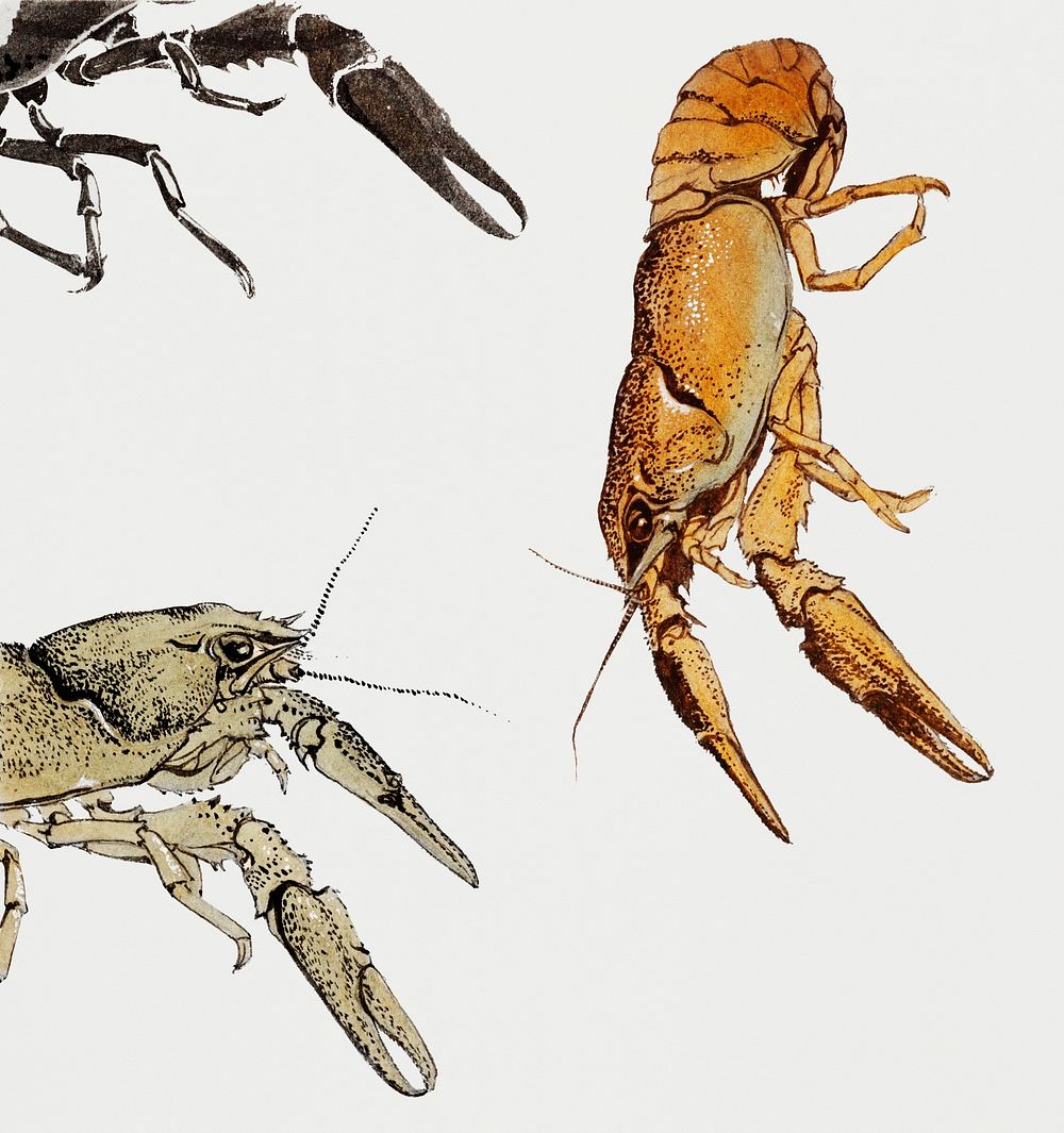 Sketches of crayfish by Julie de Graag(1877-1924). Original from The Rijksmuseum. Digitally enhanced by rawpixel.