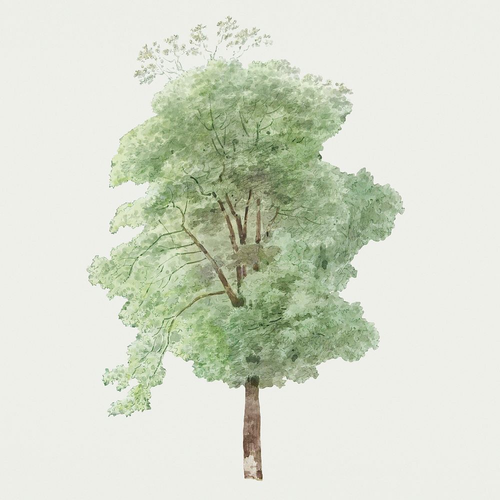Hand drawn watercolor green tall tree design element