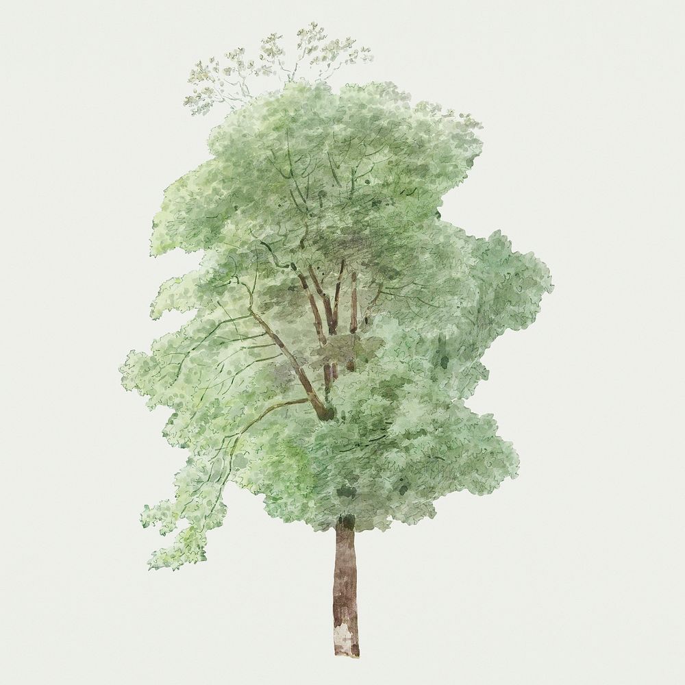 Tall tree from Bomen in de omgeving van Subiaco (trees in the Subiaco area) by Joseph August Knip (1777&ndash;1847).…
