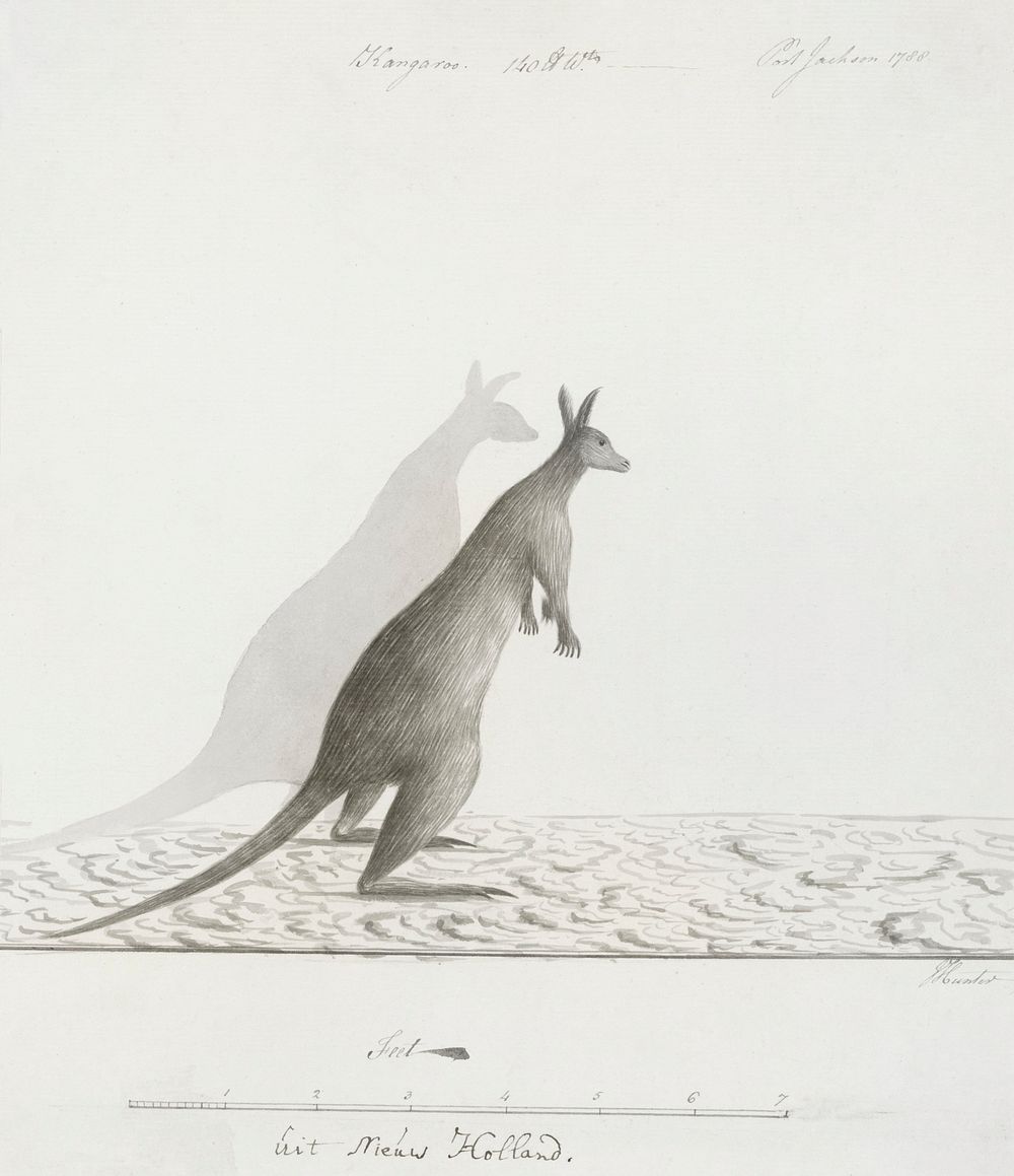 Macropus sp. (Kangaroo) (1788) by John Hunter. Original from The Rijksmuseum. Digitally enhanced by rawpixel.