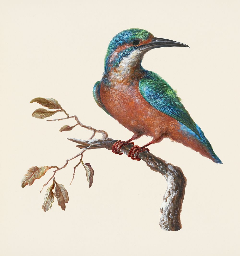 IJsvogel (Common Kingfisher) illustration mockup