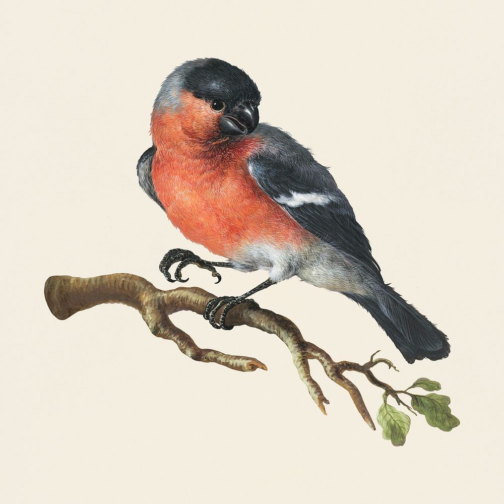 Goudvink (Eurasian Bullfinch) illustration mockup