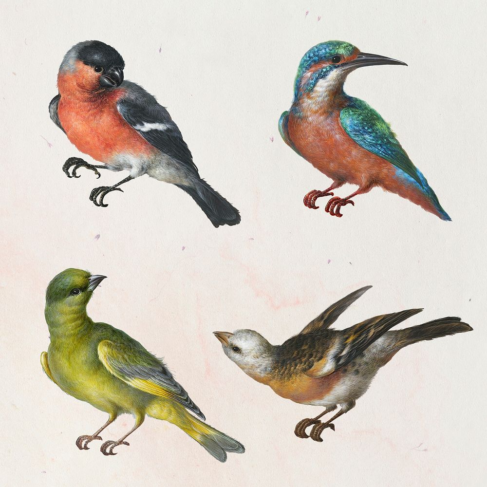 Vintage set of birds illustration