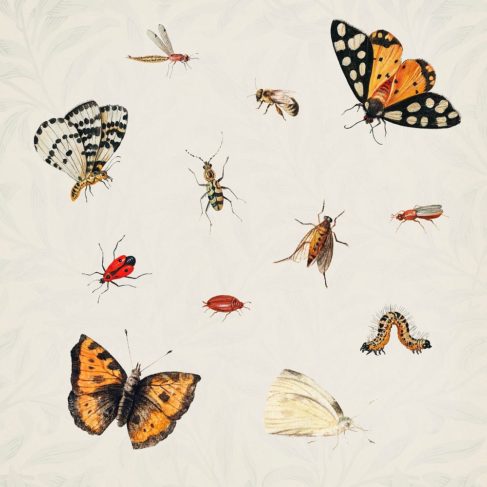 Vintage Butterfly and insect set illustration template