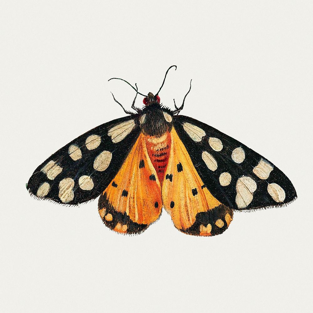 Vintage butterfly illustration set template