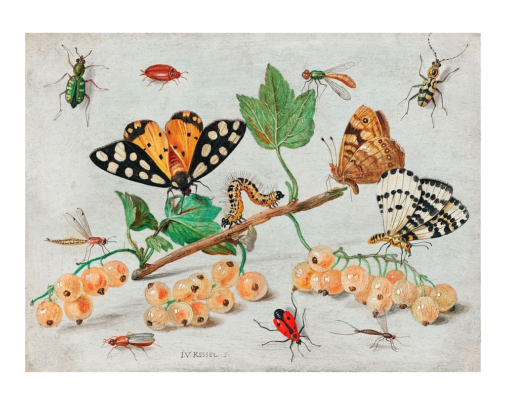 Vintage Insects and Fruits illustration wall art print and poster.