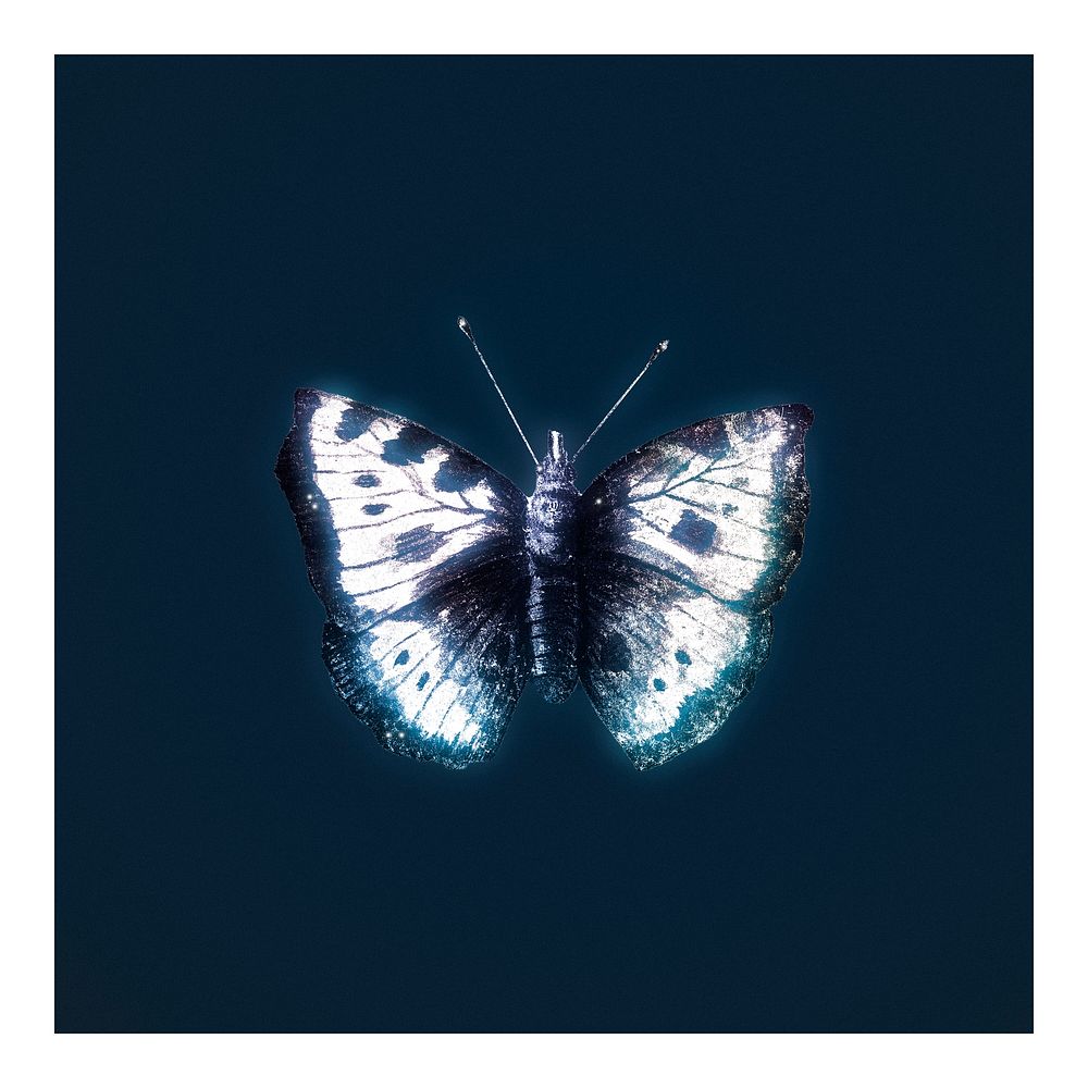 Vintage glowing butterfly illustration wall art print and poster.