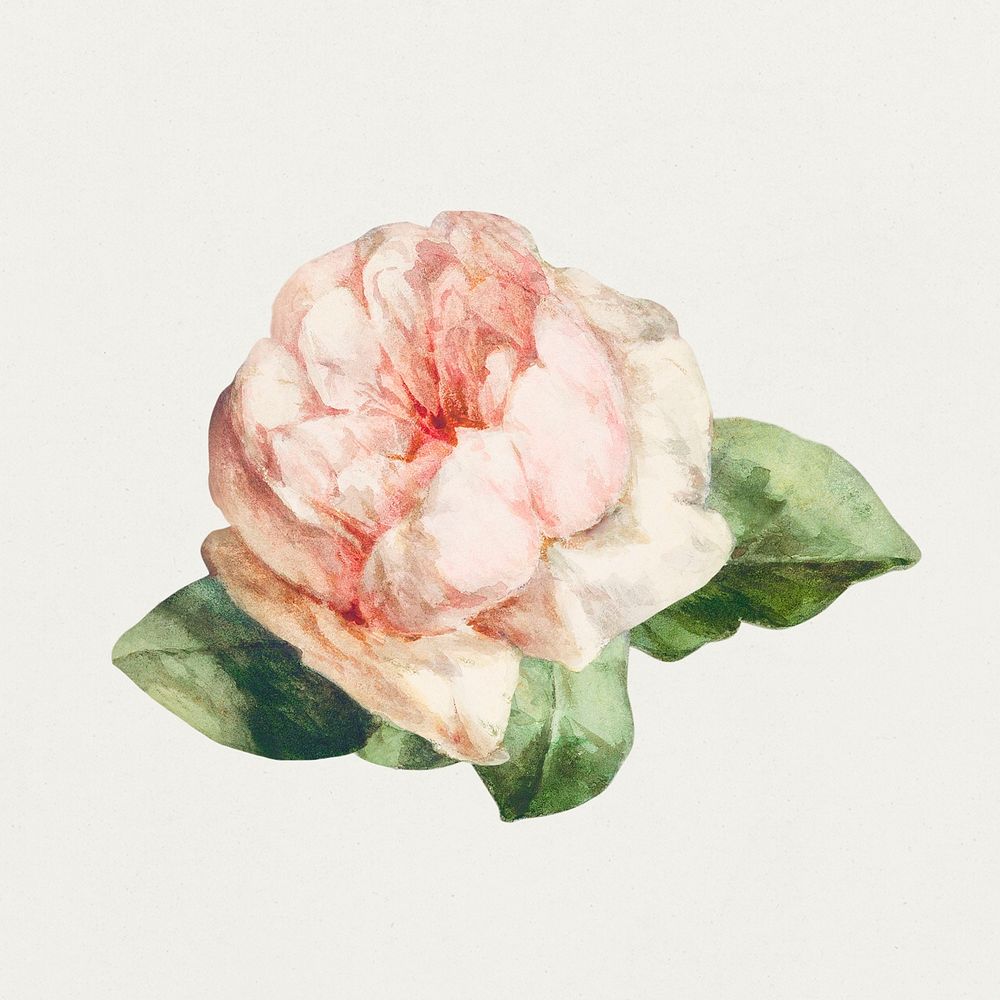 A single pink rose illustration template