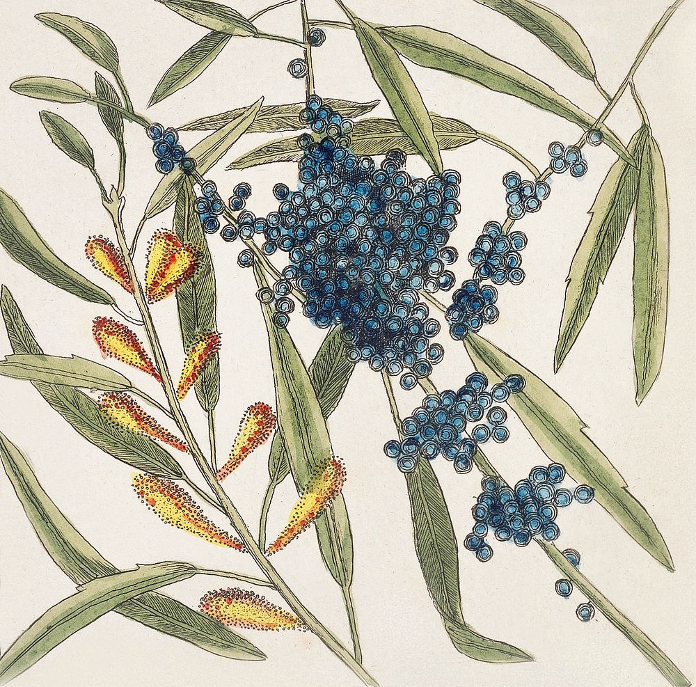 Sorrel Tree (Frutex follis oblongs acuminatis) and Acacia with rofe-colored flowers (Pseudo-acacia bifpida floribus rofeis…