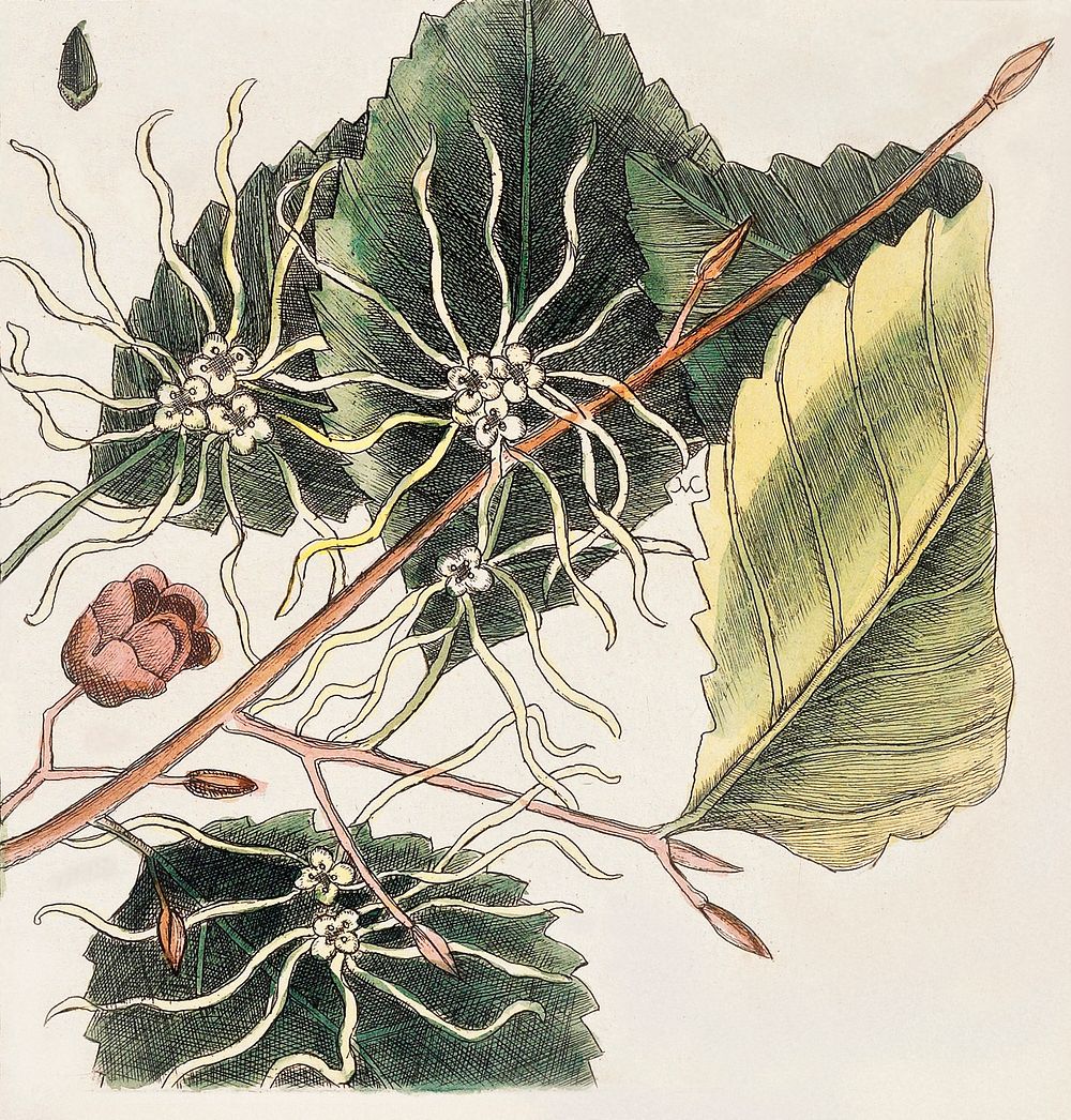 Upright Honey-fuckle (Ciflus Virginiana), Yellow Jasmine (Falminum lute odoratum Virginiana), Hamamelis, Frutex corni foliis…