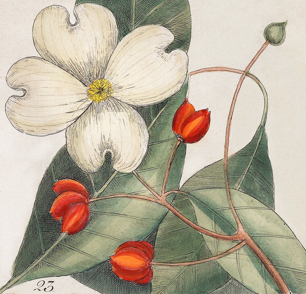 23. Dogwood Tree (Cornus Was Virginiana 24. Fringe Tree (Amelanchior Virginiana) 25. Dahoon Holly (Agrifolium Carolinenfe)…