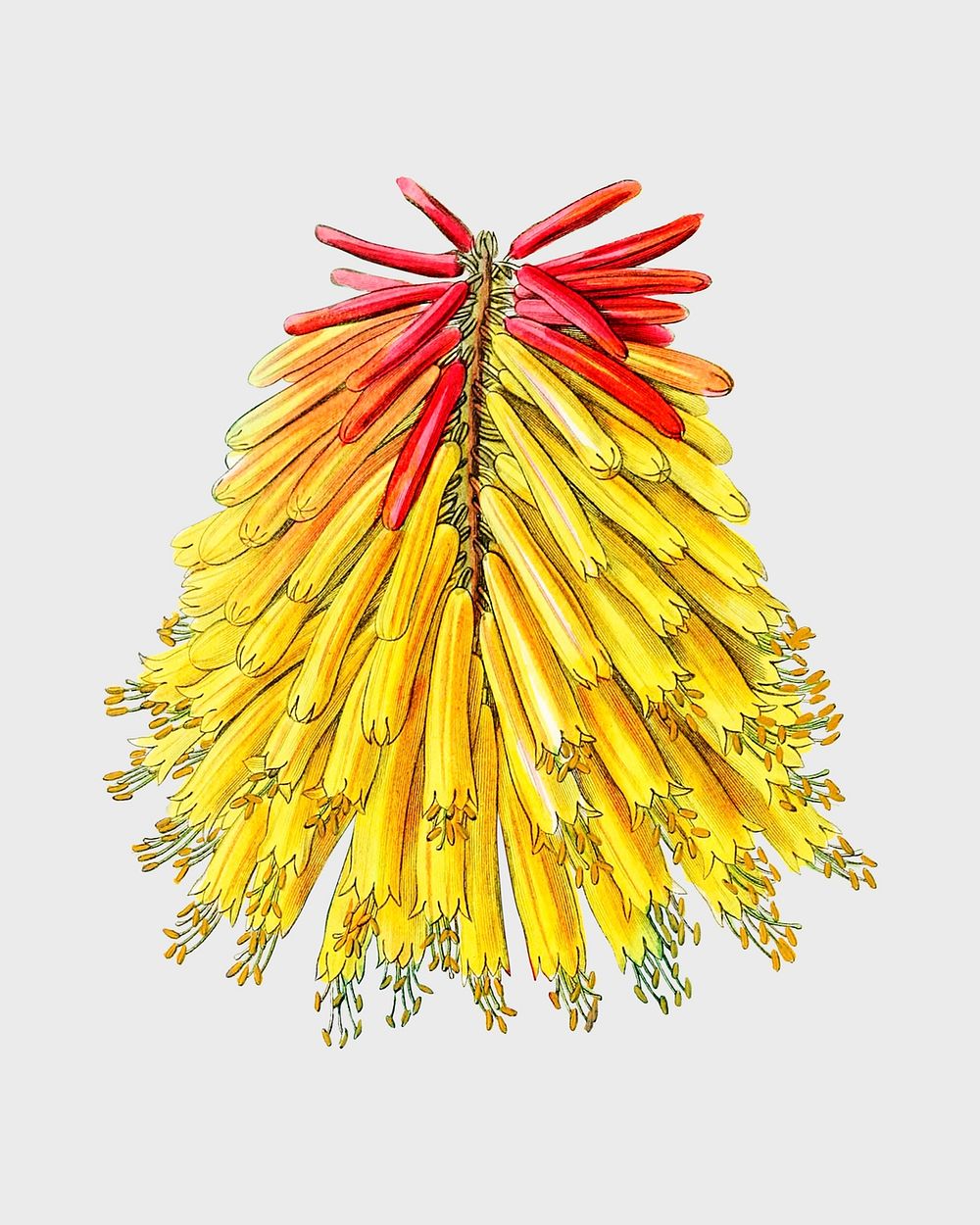 Yellow tritoma flower psd tropical floral illustration