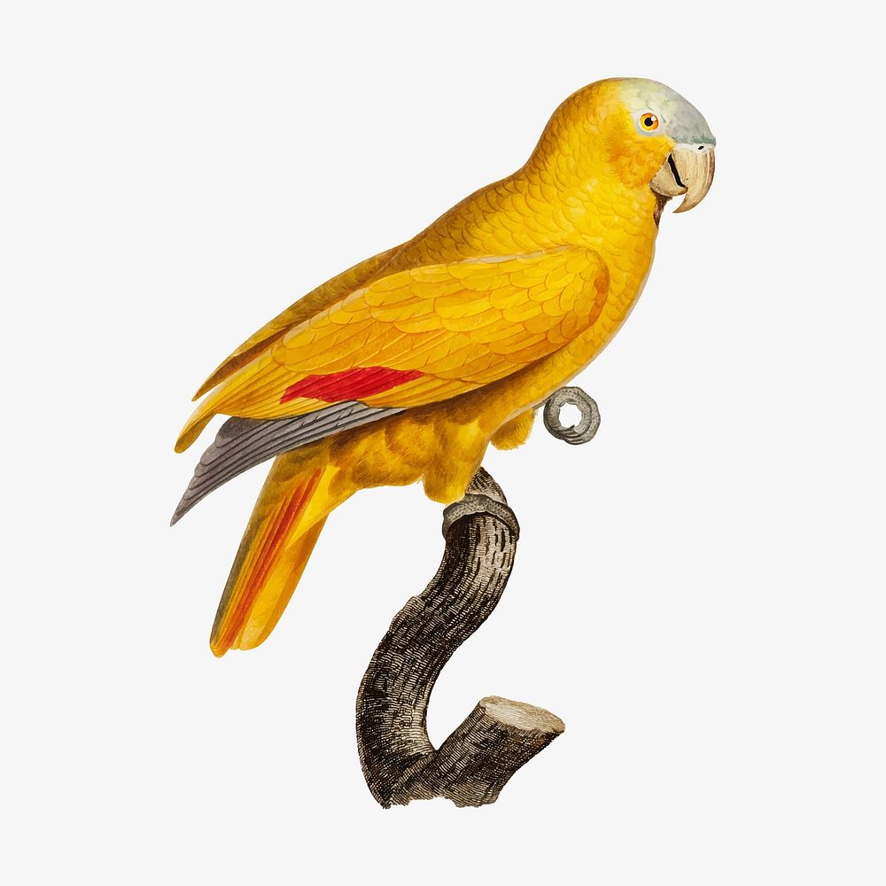 The Blue-Fronted Parrot illustration