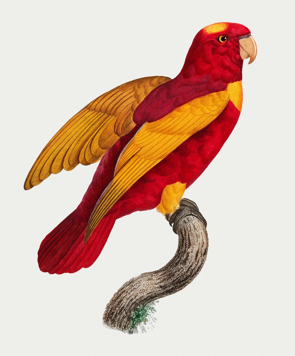 Red-and-Gold Lory (Lorius rex) vintage illustration